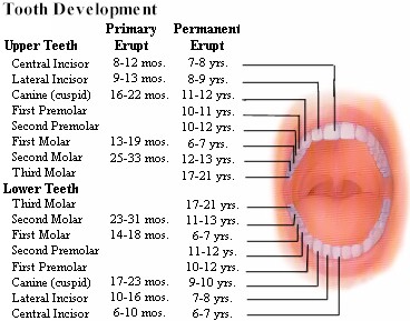 Tooth Eruption